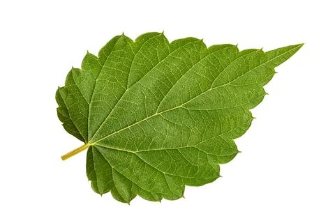 Hop  leaf Stock Photos