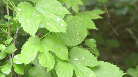Hop leaves. 스톡 동영상 155366080