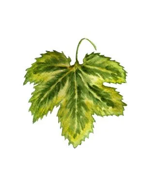 Hop or grape leaf Stock Illustration