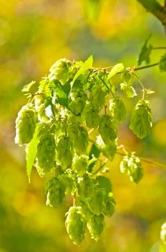 Hop Stock Photos