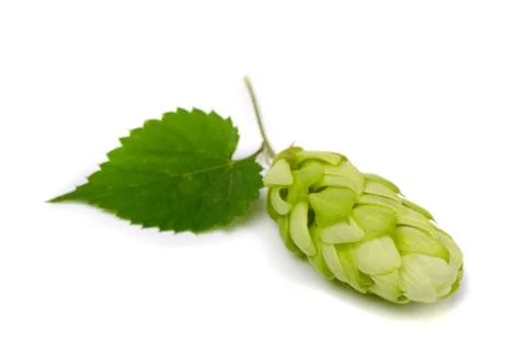 Hop Foto stock