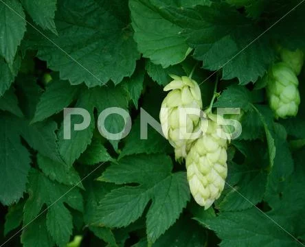 Hop Stock Photos
