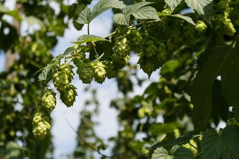 Hop Stock Photos