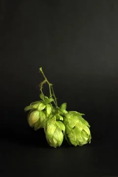 Hop Foto stock