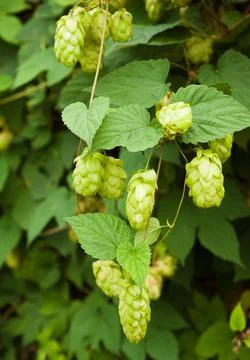 Hop Stock Photos