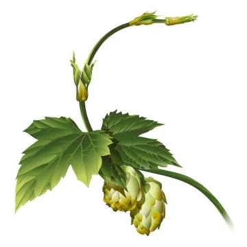 Hop plant vector Stock Illustration