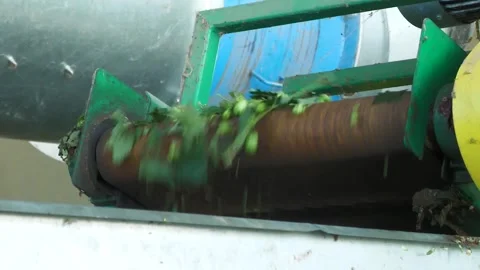 Hop Plants Moving on Conveyor During Processing Video stock 345657901