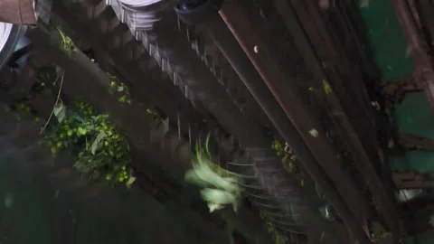 Hop Plants Moving Through Mechanical Processing Equipment Stock-Footage 345657645