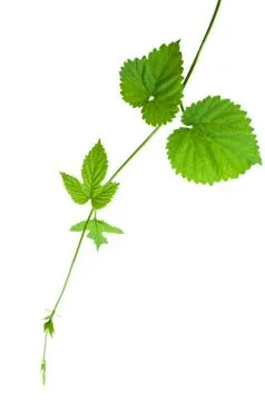 Hop stem Stock Photos