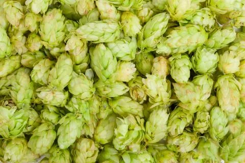 Hop texture Stock Photos