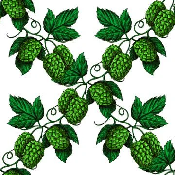 Hop vector seamless pattern. Hand drawn artistic beer green hopes with leaves Illustrazione stock