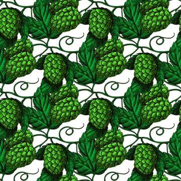Hop vector seamless pattern. Hand drawn artistic beer green hope Stock Illustration