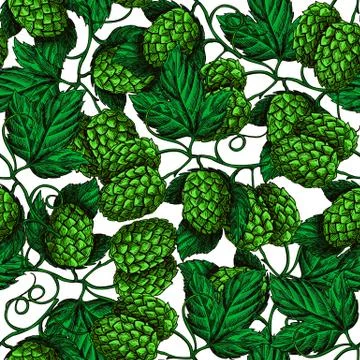 Hop vector seamless pattern. Hand drawn artistic beer green hope Stock Illustration