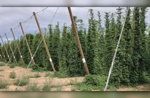 Hop Yard - Hops Vines Stock Footage 135935359