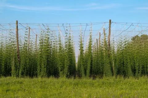 Hop yard with superstructure Stock Photos