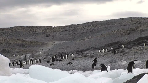 Hope Bay Antarctica Stock Footage 38161153