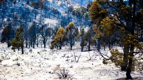 Hope in a Field of Charred Trees Stock Photos
