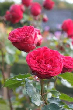 Hope &amp; Glory rose Stock Photos