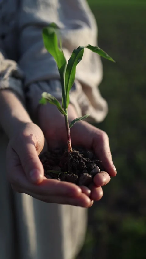 Hope grows in caring hands Stock Footage 337941333