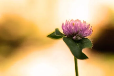 The hope Stock Photos