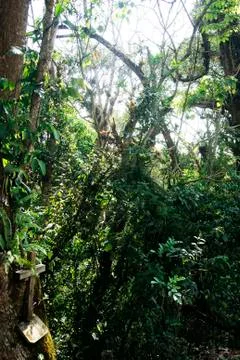 Hope on the threshold of the forest Stock Photos