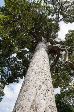 Hopea odorata Roxb. Stock Photos