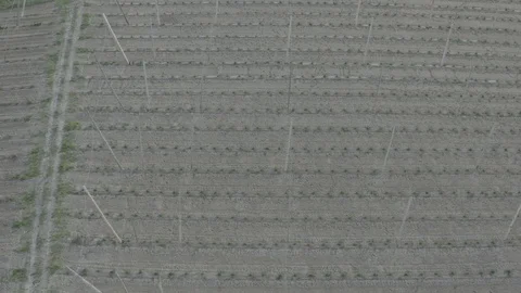 Hopfen Stock Footage 108112730