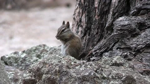 Hopi Chipmunk Stock Footage 155770433