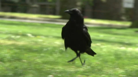 A hopping crow. Stock Footage 49861571