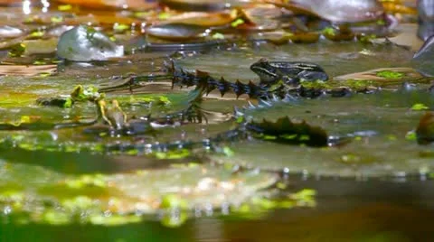 Hopping frogs on lily pads 库存影片 10893904
