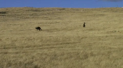 Hopping kangaroo Stock Footage 782789