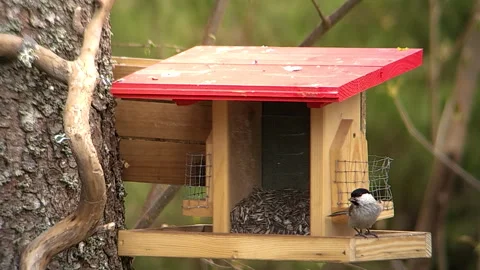 A hopping marsh tit bird getting seeds from the bird feeder Stock Footage 241086751