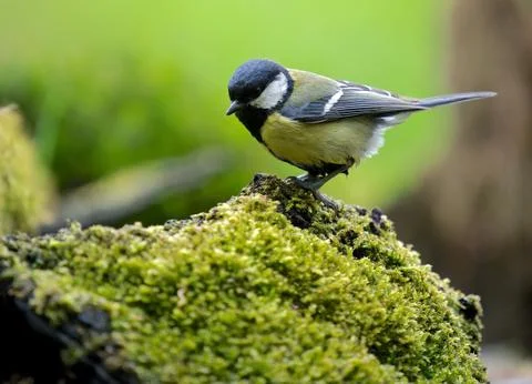 Hopping Stock Photos