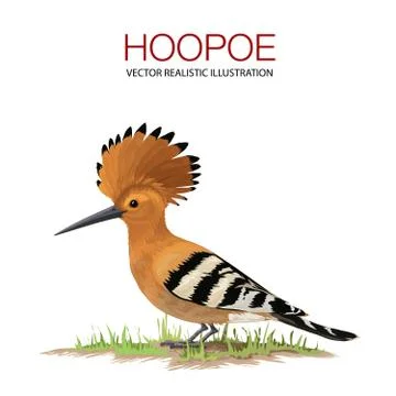 Hoppoe. Stock Illustration