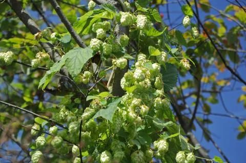 Hops against the sky Stock Photos