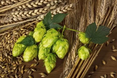 Hops and barley Foto stock