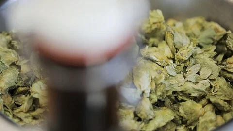 Hops and beer bottle manufacturing craft beer Stock Footage 75875966