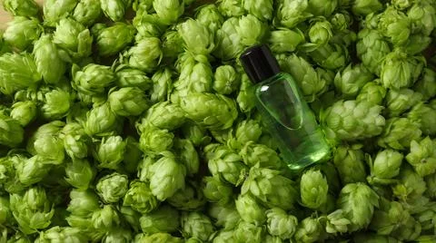 Hops and clear liquid on a surface with many green hops surrounding it 库存照片