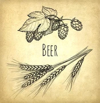 Hops and malt Stock Illustration