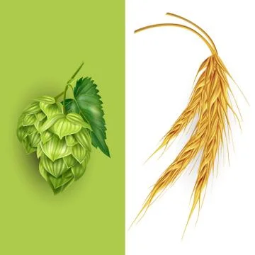 Hops and malt illustration Stock Illustration