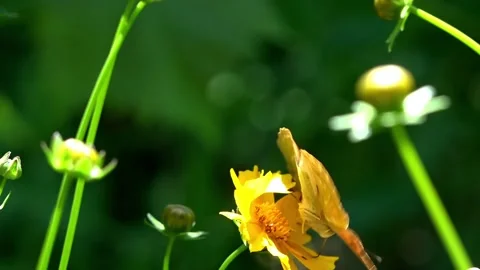 Hops and shows themselves in all its glory.Born in beauty.Butterfly on a flower. Stock Footage 90889086