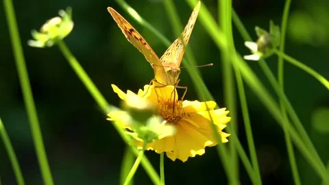 Hops and shows themselves in all its glory.Born in beauty.Butterfly on a flower. Stock Footage 90889095