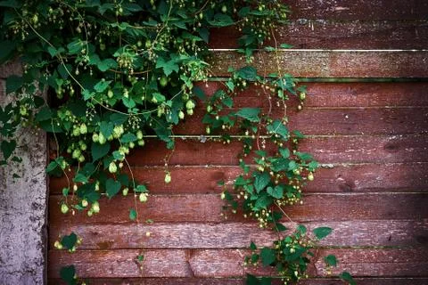 Hops on the background of old boards Stock Photos