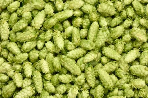 Hops background. Stock Photos