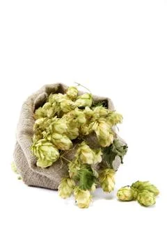 Hops in a bag isolated on white background. Stock Photos