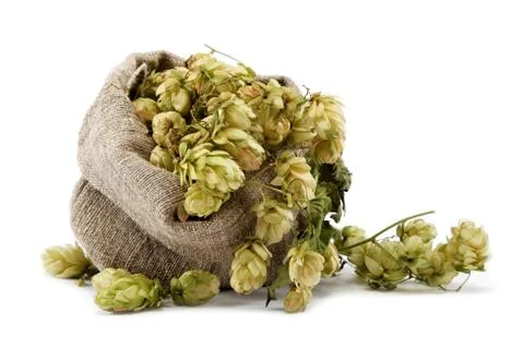 Hops in a bag isolated on white background. Stock Photos