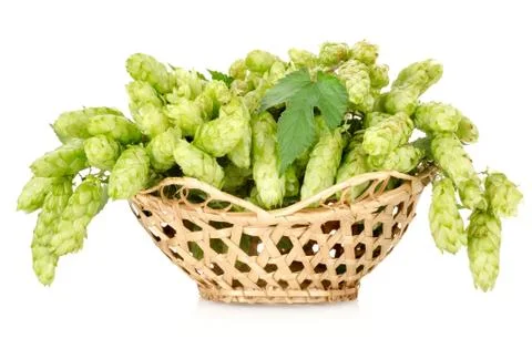 Hops in a basket isolated Stock Photos