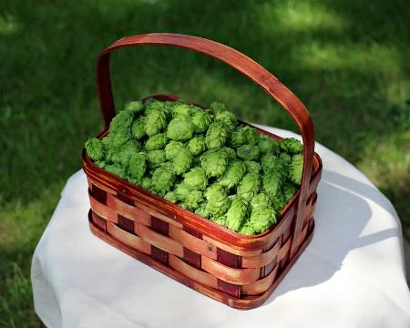 Hops in a Basket Stock Photos