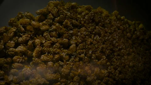 Hops in a beer factory close-up Stock-Footage 95759253