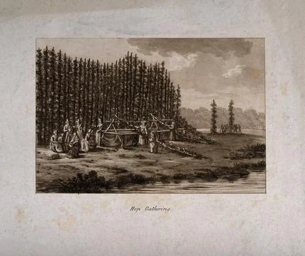 Hops being cut down and harvested in the field. Aquatint, c. 1786. Illustrazione stock